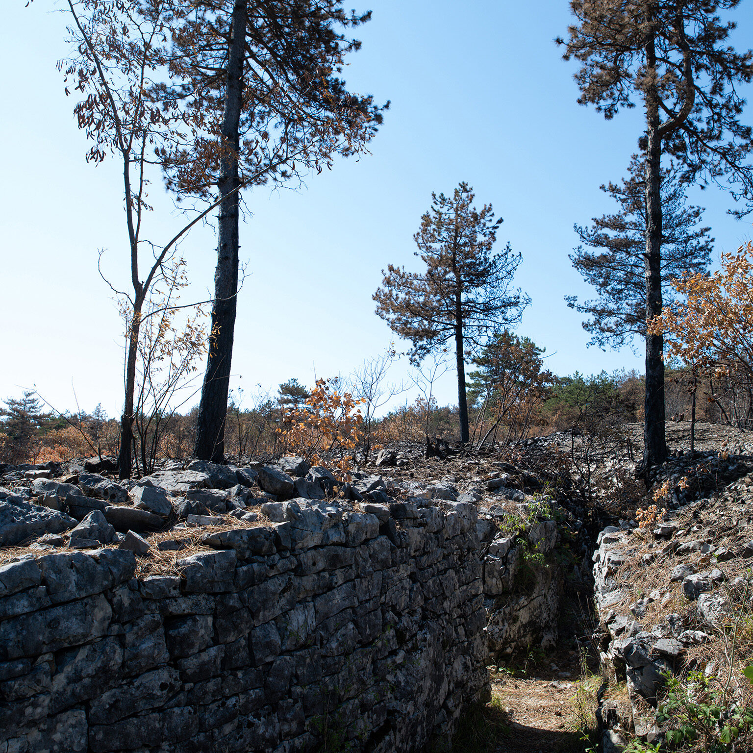 Brestovec20220814-7
