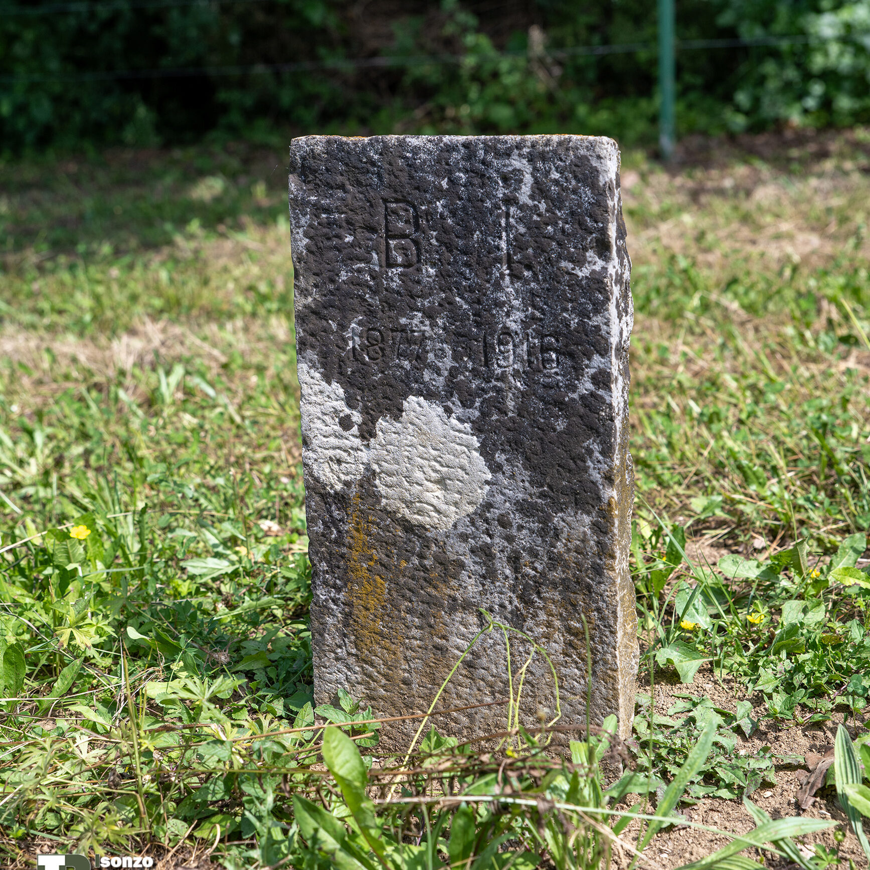 Ajsevica-11