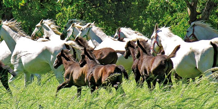 Lipica Paarden